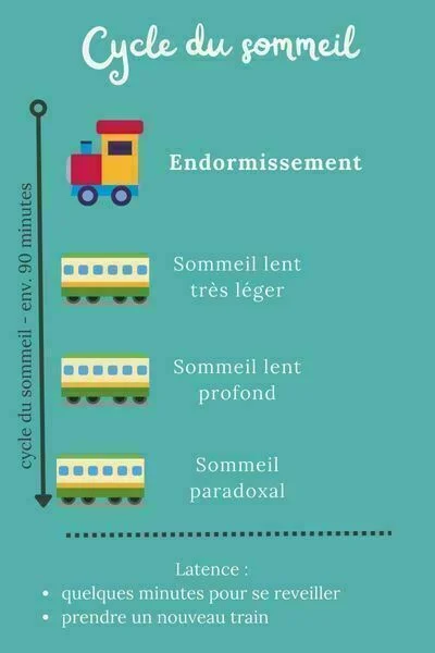 Explication des cycles du sommeil afin de souligner l'importance de ce dernier.